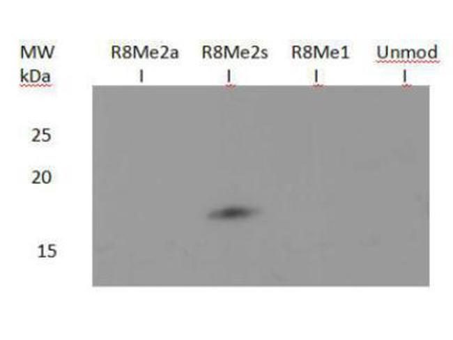 H3R8me2s Antibody in Western Blot (WB)