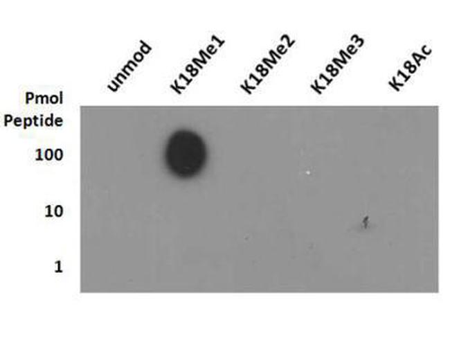 H3K18me1 Antibody in Dot Blot (DB)