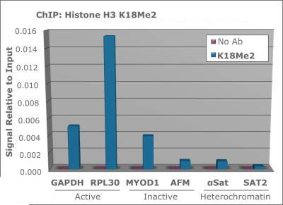 H3K18me2 Antibody in ChIP Assay (ChIP)