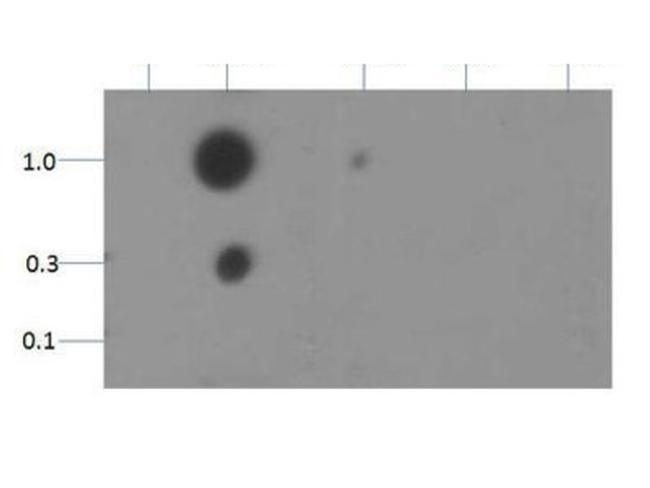 H3K18me2 Antibody in Dot Blot (DB)