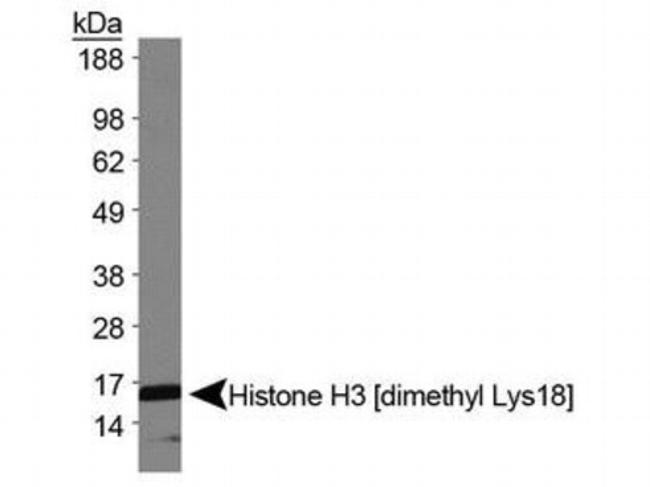 H3K18me2 Antibody in Western Blot (WB)