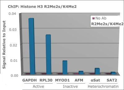 H3R2me2sK4me2 Antibody in ChIP Assay (ChIP)