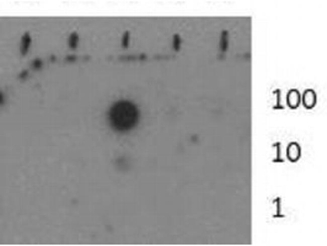 H3K37me1 Antibody in Dot Blot (DB)