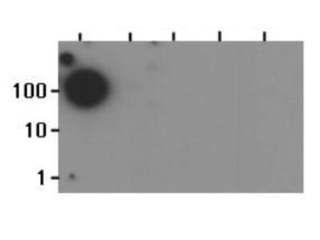 H3K37me1 Antibody in Dot Blot (DB)