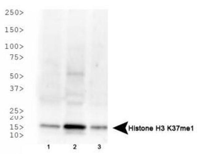 H3K37me1 Antibody in Western Blot (WB)