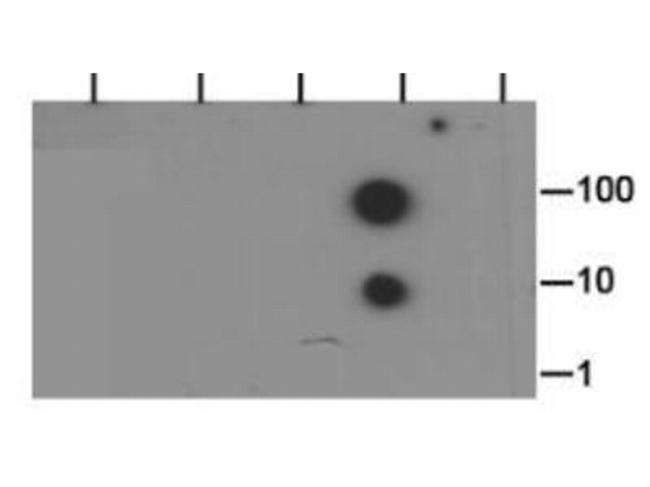 H3K37me2 Antibody in Dot Blot (DB)