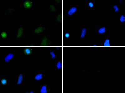 H3K37me2 Antibody in Immunocytochemistry (ICC/IF)