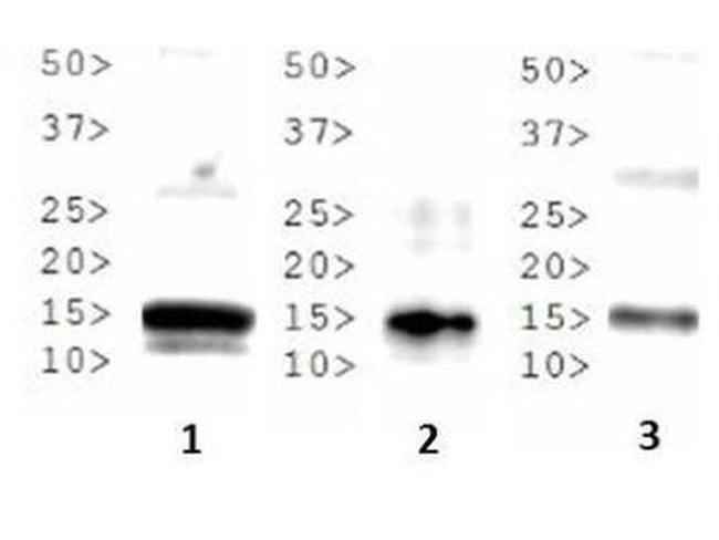 H3K37me2 Antibody in Western Blot (WB)