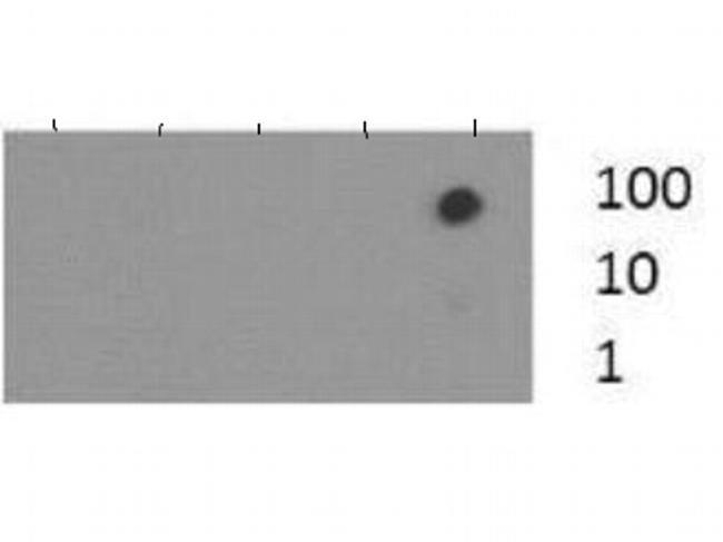 H3K37me3 Antibody in Dot Blot (DB)