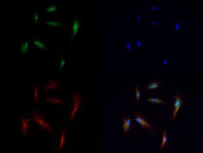 H3K56me1 Antibody in Immunocytochemistry (ICC/IF)