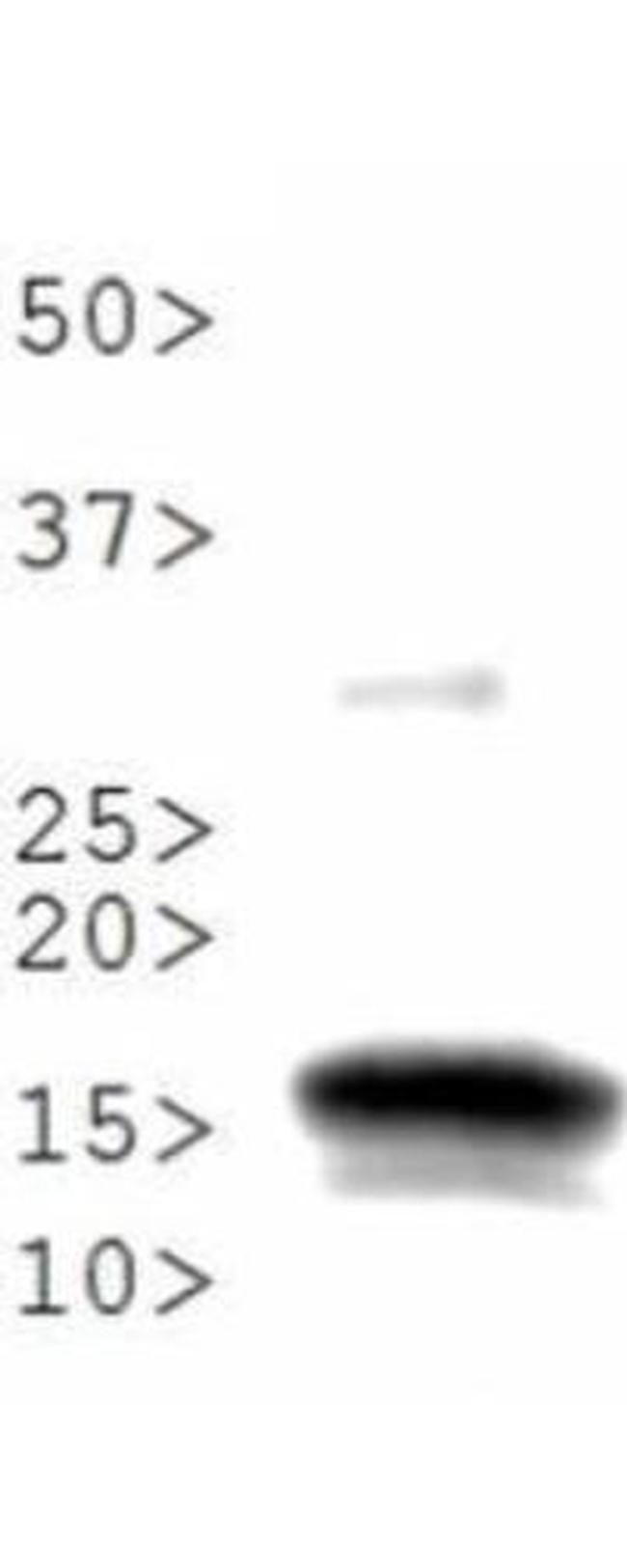 H3K56me1 Antibody in Western Blot (WB)