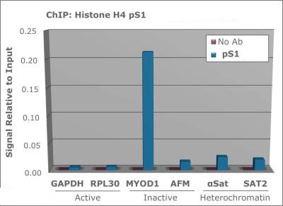 Phospho-Histone H10 (Ser1) Antibody in ChIP Assay (ChIP)