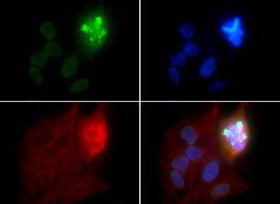 Phospho-Histone H10 (Ser1) Antibody in Immunocytochemistry (ICC/IF)