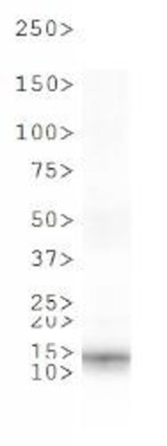 Phospho-Histone H10 (Ser1) Antibody in Western Blot (WB)