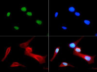 H4R3me1 Antibody in Immunocytochemistry (ICC/IF)