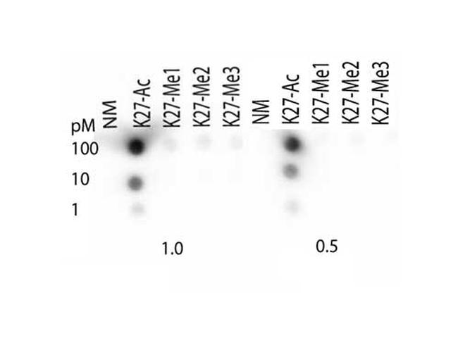 H3K27ac Antibody in Dot Blot (DB)