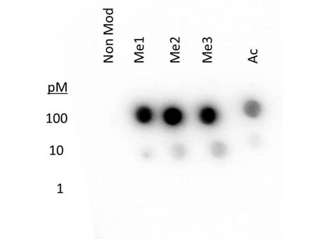 H3K27me1 Antibody in Dot Blot (DB)