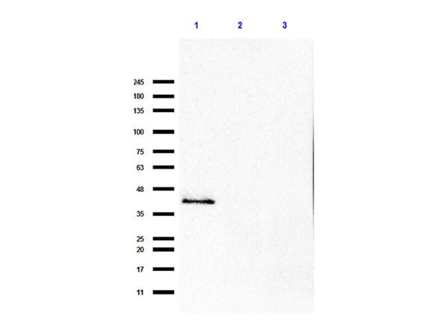 p35 Antibody in Western Blot (WB)