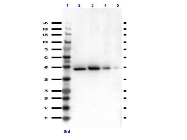 TGF beta Receptor 1 Antibody in Western Blot (WB)