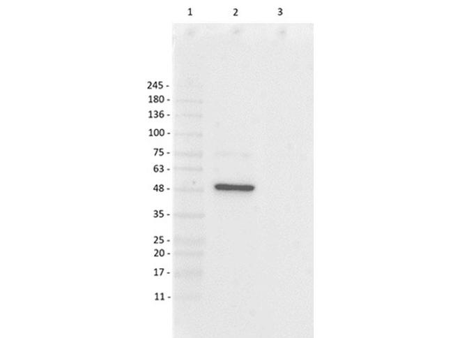 Foxp3 Antibody in Western Blot (WB)