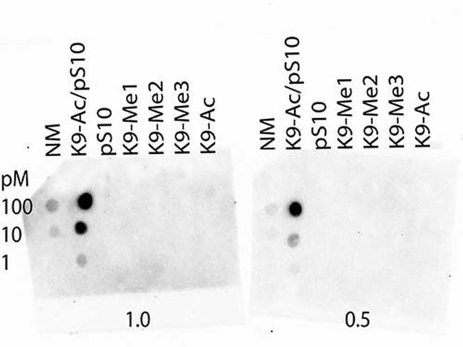 H3K9acS10ph Antibody in Dot Blot (DB)