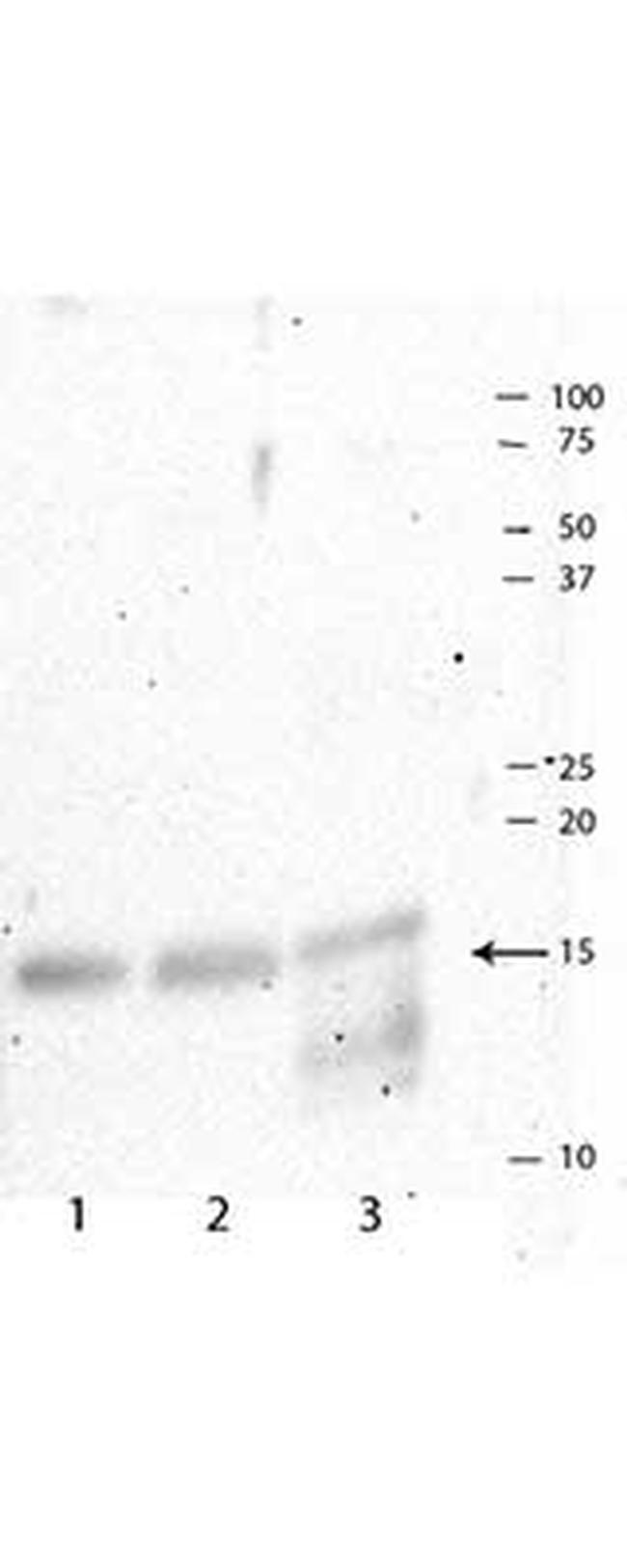 H3R2me2sT3ph Antibody in Western Blot (WB)