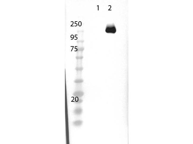 Cas 9 Antibody in Western Blot (WB)