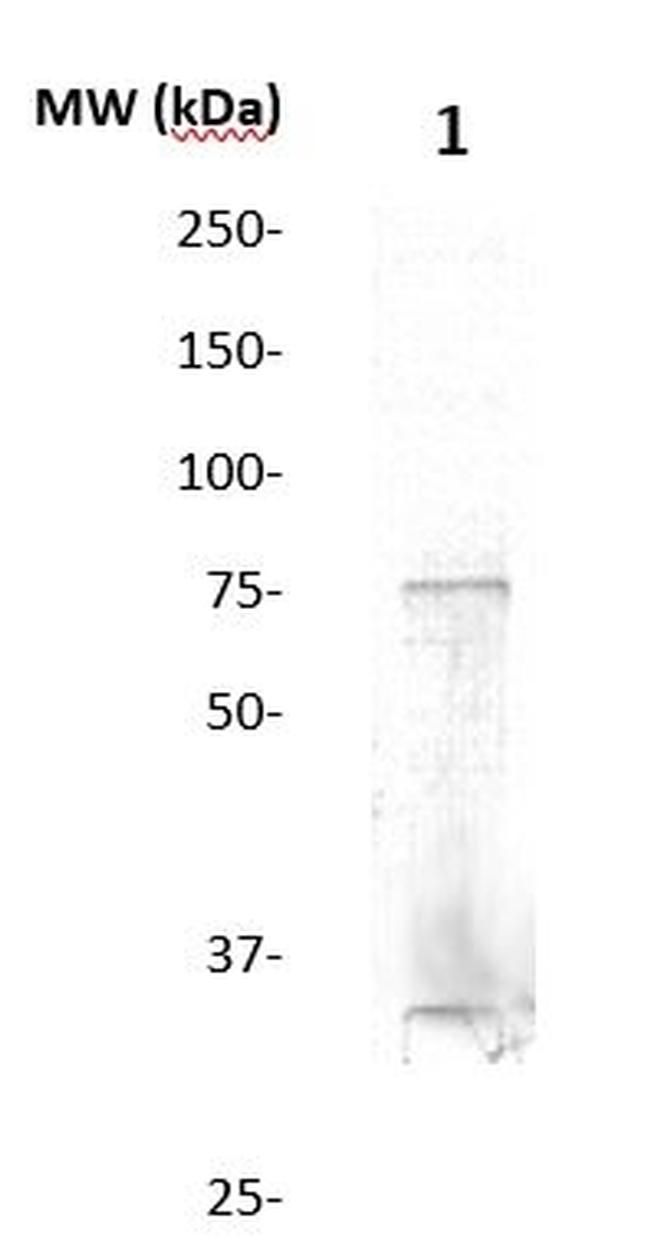 15-Lox-1 Antibody in Western Blot (WB)