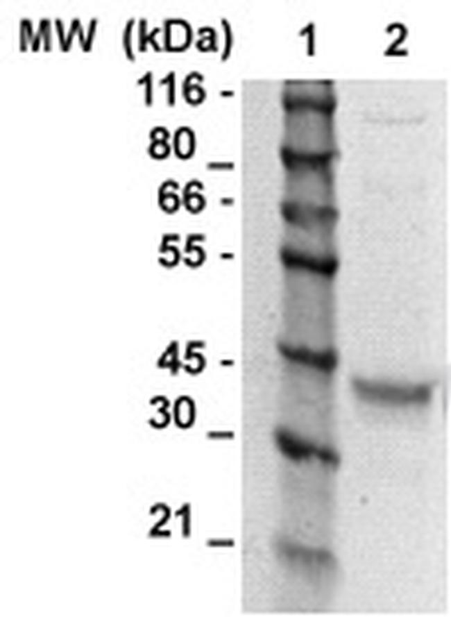 Osteopontin (SPP1) Antibody in Western Blot (WB)