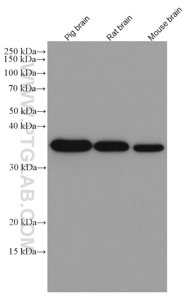 GAPDH Antibody in Western Blot (WB)