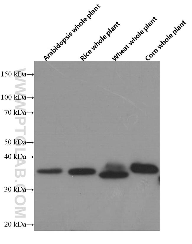 GAPDH Antibody in Western Blot (WB)