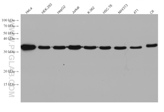 GAPDH Antibody in Western Blot (WB)