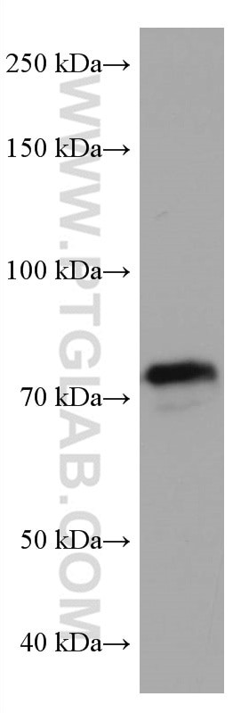 KEAP1 Antibody in Western Blot (WB)