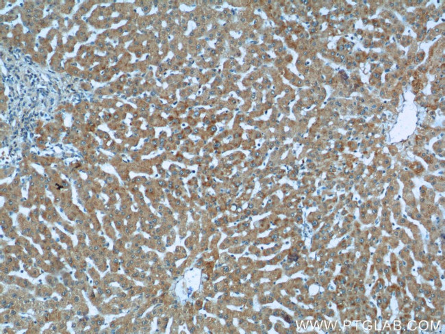 KMO Antibody in Immunohistochemistry (Paraffin) (IHC (P))