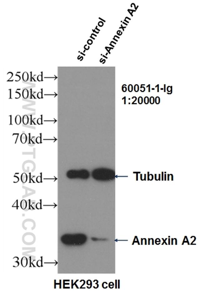 Annexin A2 Antibody in Western Blot (WB)