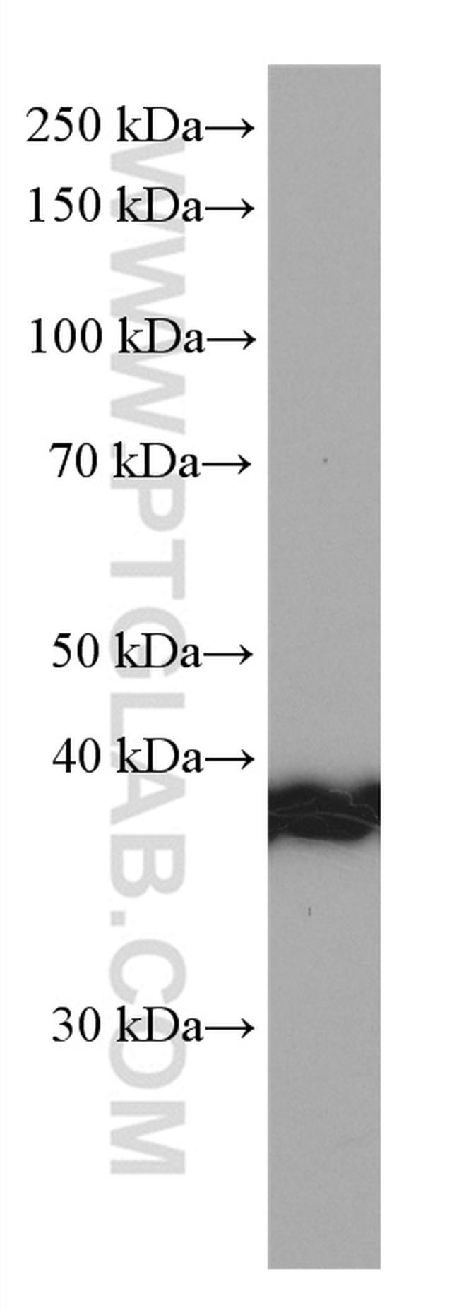 STOML2 Antibody in Western Blot (WB)