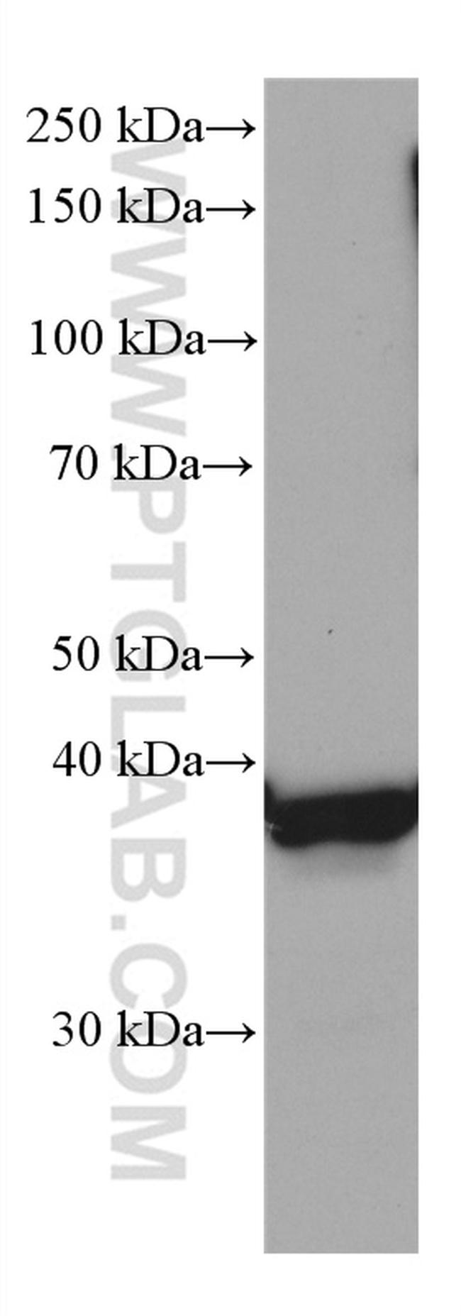 STOML2 Antibody in Western Blot (WB)