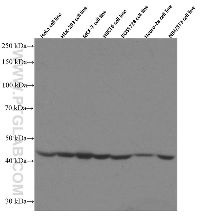 SEPT2 Antibody in Western Blot (WB)