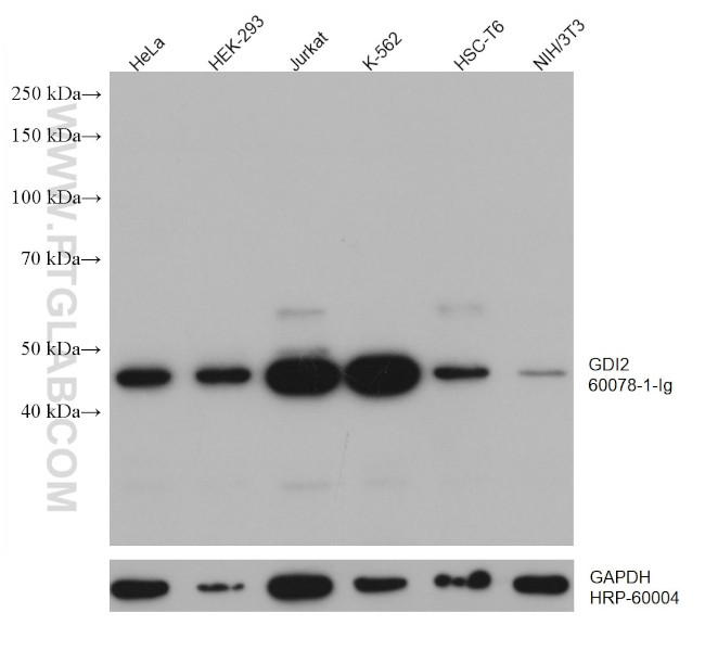 GDI2 Antibody in Western Blot (WB)