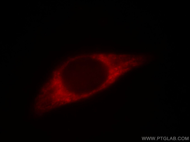 Prohibitin Antibody in Immunocytochemistry (ICC/IF)