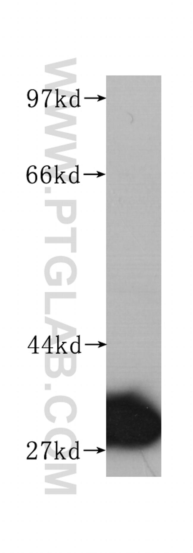 Prohibitin Antibody in Western Blot (WB)