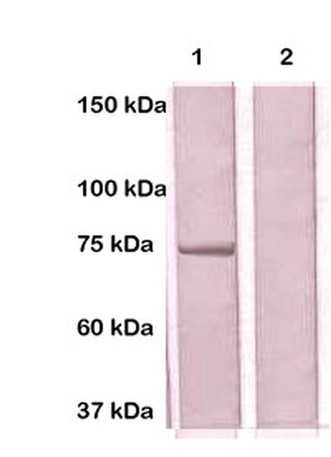 VASA Antibody in Western Blot (WB)