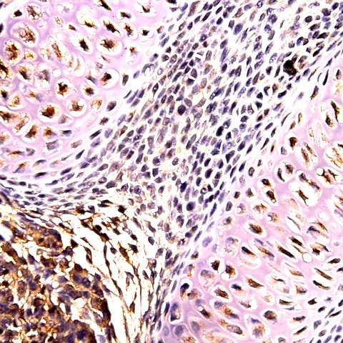 SOX-17 Antibody in Immunohistochemistry (Paraffin) (IHC (P))