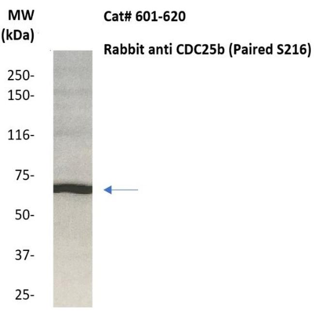 CDC25b Antibody in Western Blot (WB)