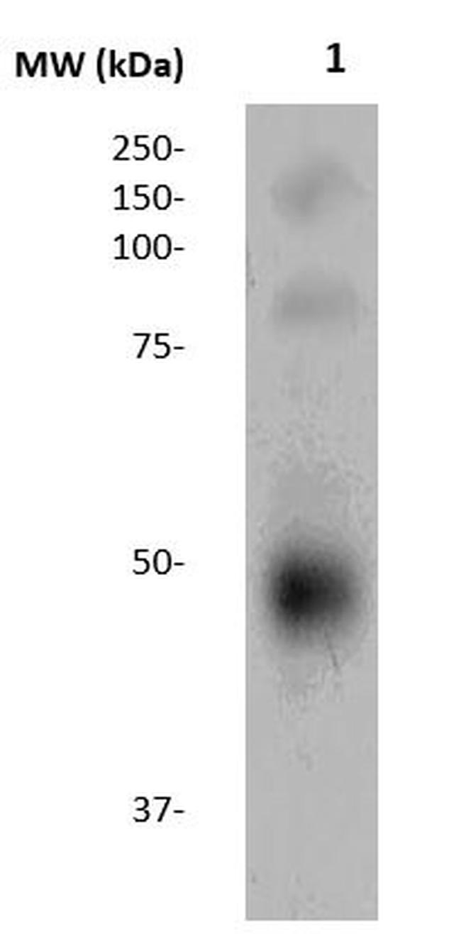 Ovalbumin Antibody in Western Blot (WB)