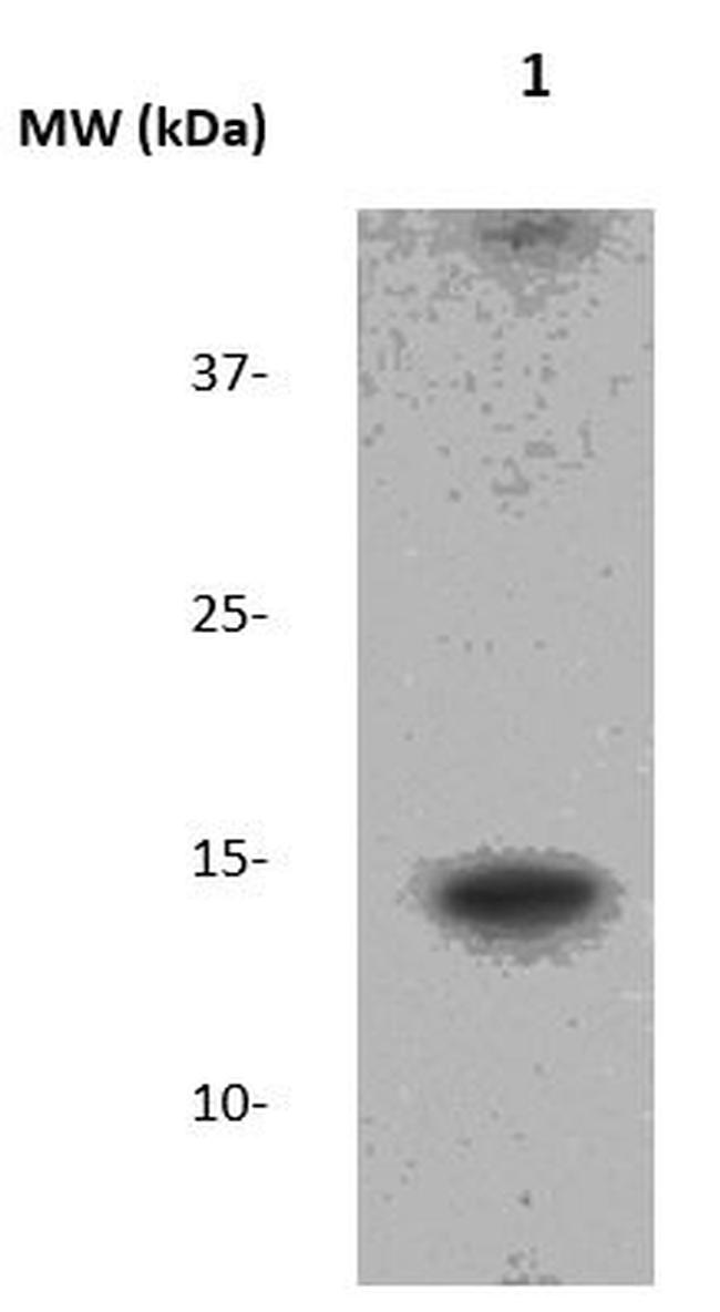 Lysozyme Antibody in Western Blot (WB)