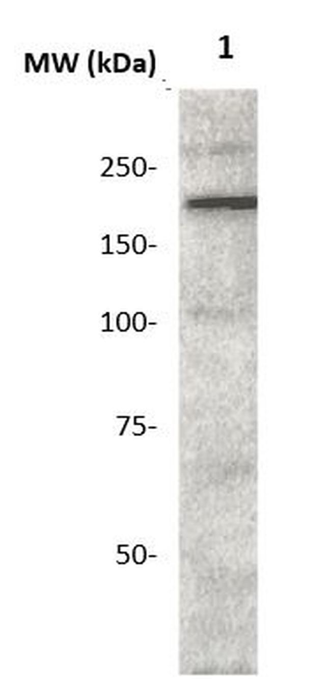 Phospho-CD136 (RON) (Tyr1239) Antibody in Western Blot (WB)