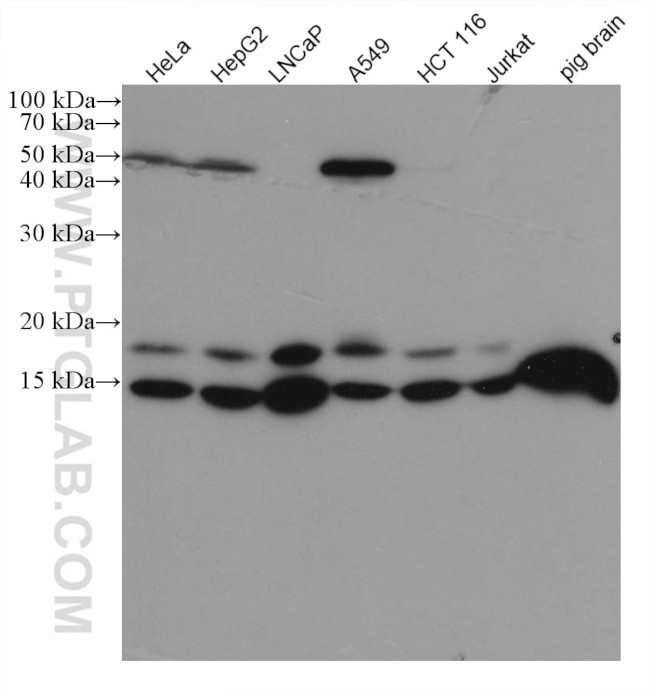 Neudesin/NENF Antibody in Western Blot (WB)