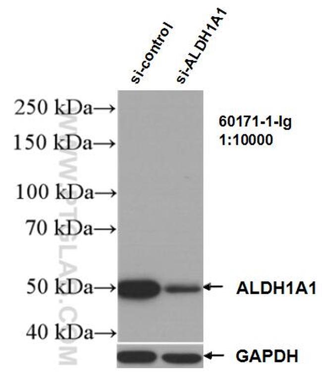 ALDH1A1 Antibody in Western Blot (WB)