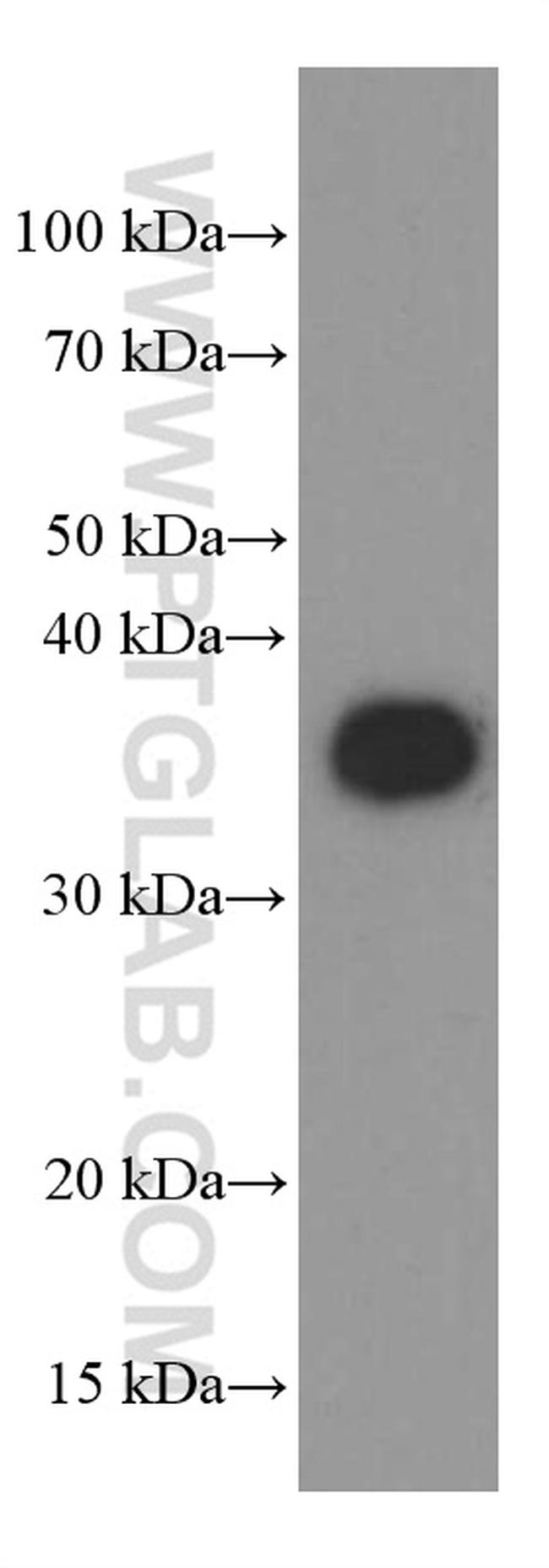 Synaptophysin Antibody in Western Blot (WB)